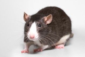 Rodent Supplies www.labsupplytx.com #labsupply