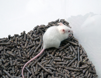 pellet bedding for rats
