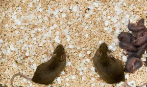 corn cob bedding for guinea pigs