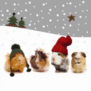 CHRISTMASGUINEAPIGS